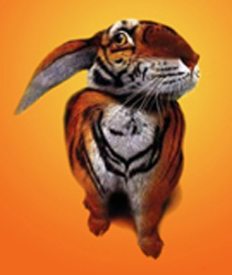 Tiger Rabbit Funny Picture